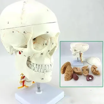 1: 1 Съемная Медицинская Модель Мозга Черепа Человека Модель Обучения Краниоцервикальной неврологии