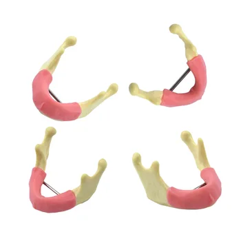 Модель нижней челюсти с десной, Беззубая Модель нижней челюсти, Стоматологический инструмент